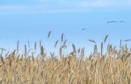 Cereali nel 2030: scenari evolutivi alla luce del cambiamento climatico