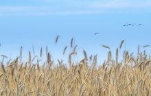Cereali nel 2030: scenari evolutivi alla luce del cambiamento climatico