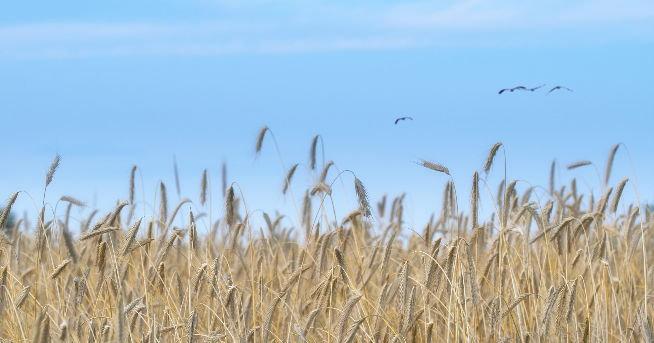 Cereali nel 2030: scenari evolutivi alla luce del cambiamento climatico
