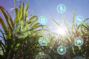 L’evoluzione dei sistemi cerealicoli per rispondere alle sfide del cambiamento climatico e delle filiere alimentari