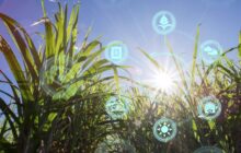 L’evoluzione dei sistemi cerealicoli per rispondere alle sfide del cambiamento climatico e delle filiere alimentari