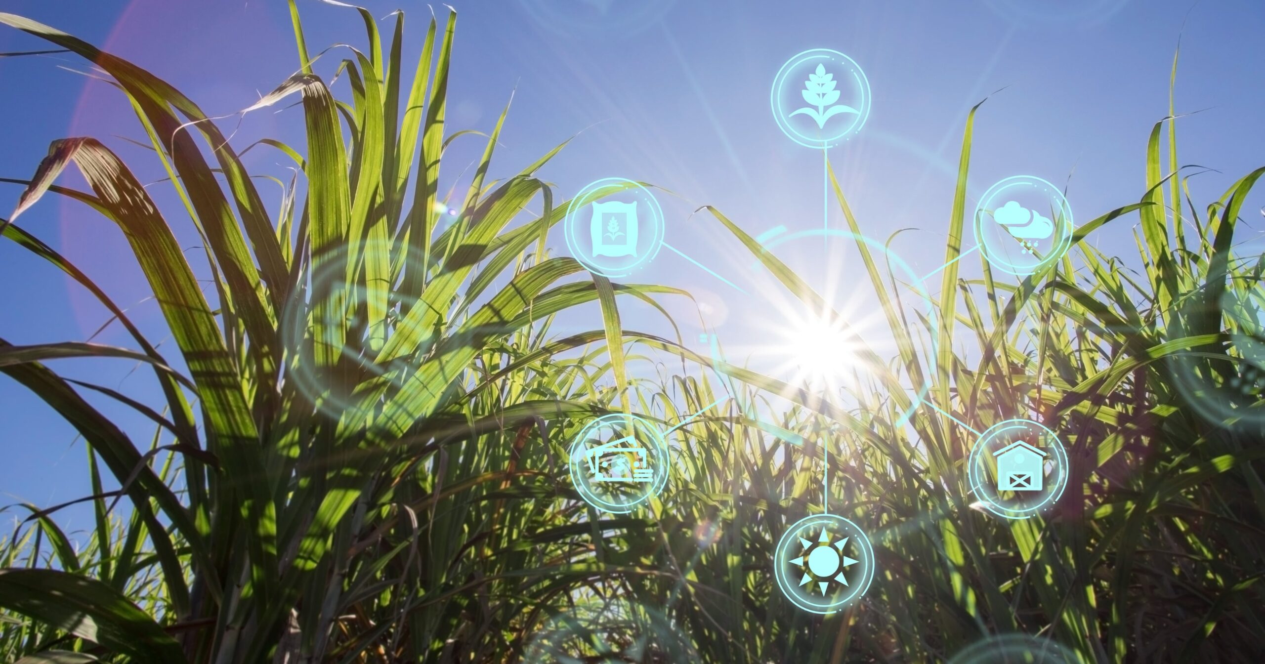 L’evoluzione dei sistemi cerealicoli per rispondere alle sfide del cambiamento climatico e delle filiere alimentari