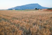 Grano duro in Sicilia: garantire l’accesso al credito agli agricoltori e sviluppare l’aggregazione e le filiere