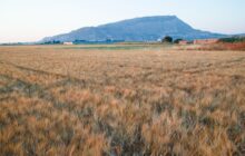 Grano duro in Sicilia: garantire l’accesso al credito agli agricoltori e sviluppare l’aggregazione e le filiere