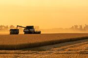 Le nuove varietà di frumento duro  iscritte al Registro Nazionale 2024/2025