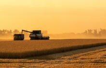 Le nuove varietà di frumento duro  iscritte al Registro Nazionale 2024/2025