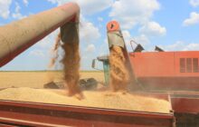 Il mercato cerealicolo della Ue nella stagione 2025/26