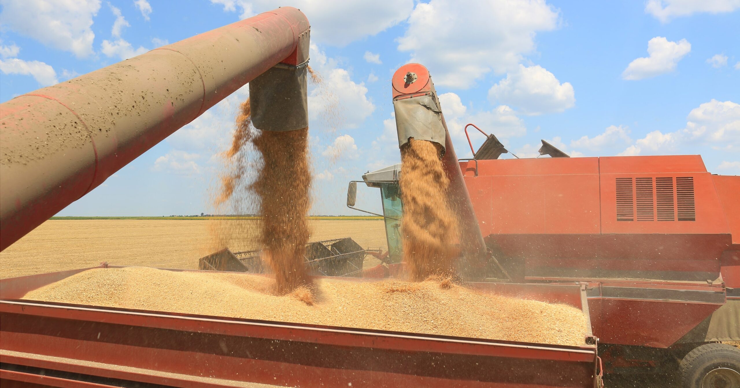 Il mercato cerealicolo della Ue nella stagione 2025/26