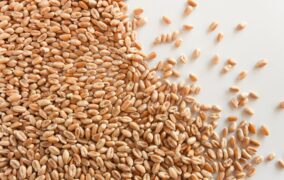 Funzione e ruolo del manutentore meccanico negli impianti molitori