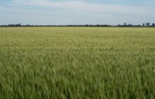 Evoluzione e miglioramento genetico