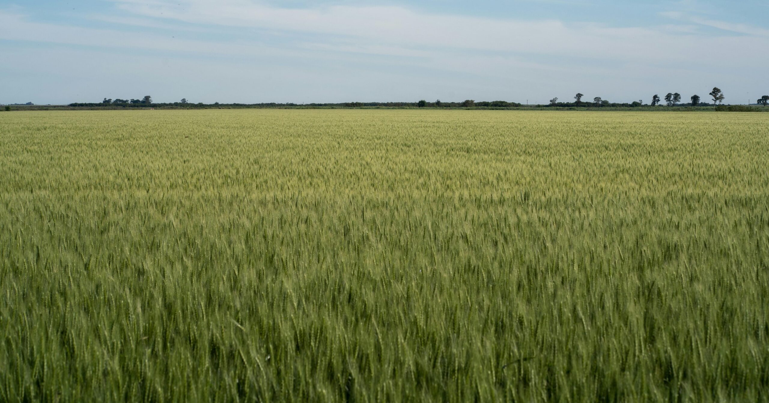 Evoluzione e miglioramento genetico