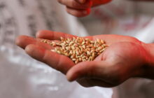 Stabilità e programmazione per l’industria molitoria