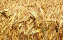 Cereali tra mercato globale, sicurezza e innovazione