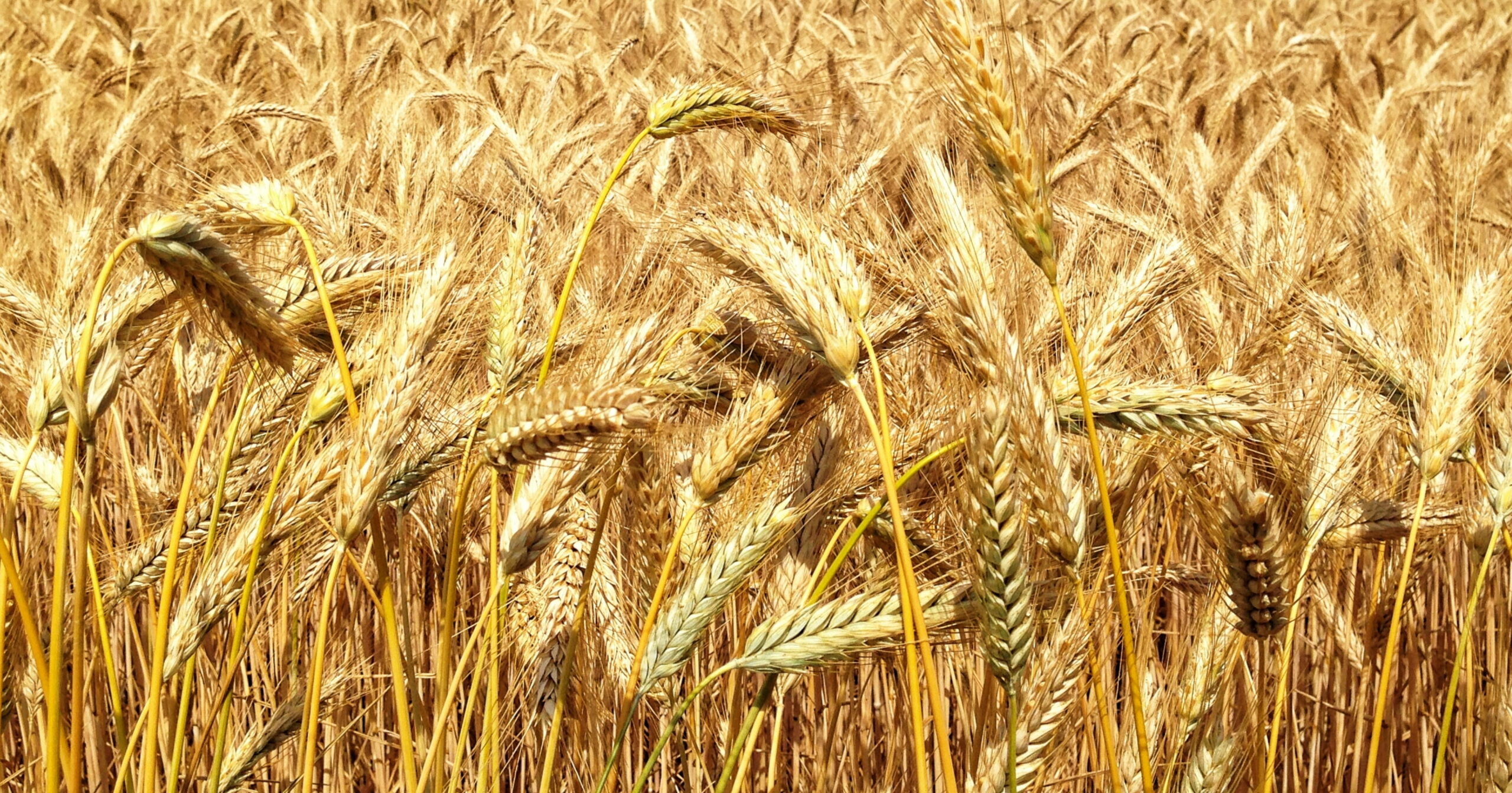 Cereali tra mercato globale, sicurezza e innovazione