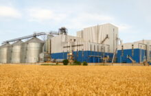 Farine in Italia: qualità, origine dei grani e sicurezza