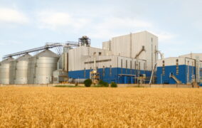 Farine in Italia: qualità, origine dei grani e sicurezza