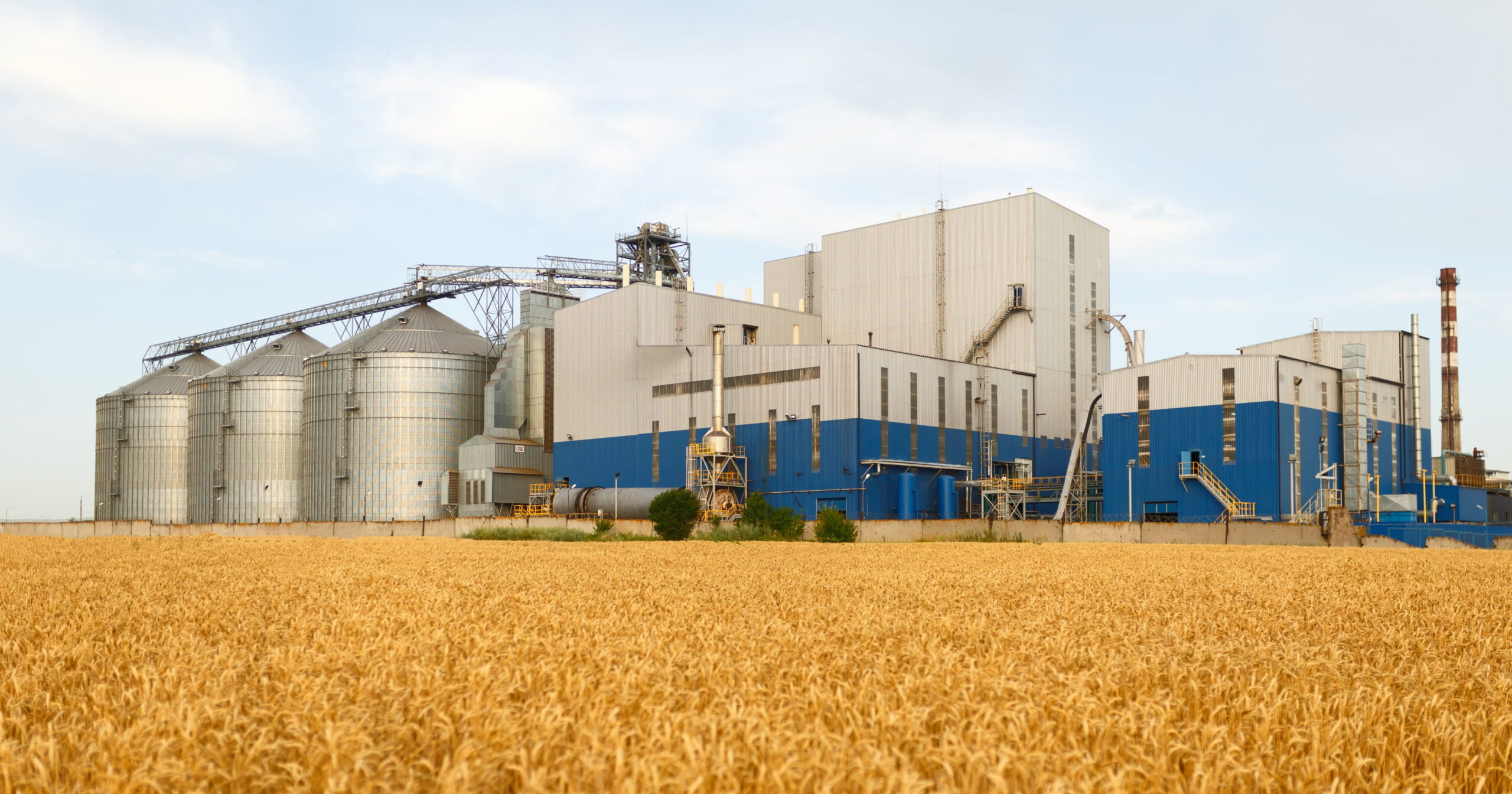 Farine in Italia: qualità, origine dei grani e sicurezza