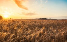 I dati sul sistema cereali