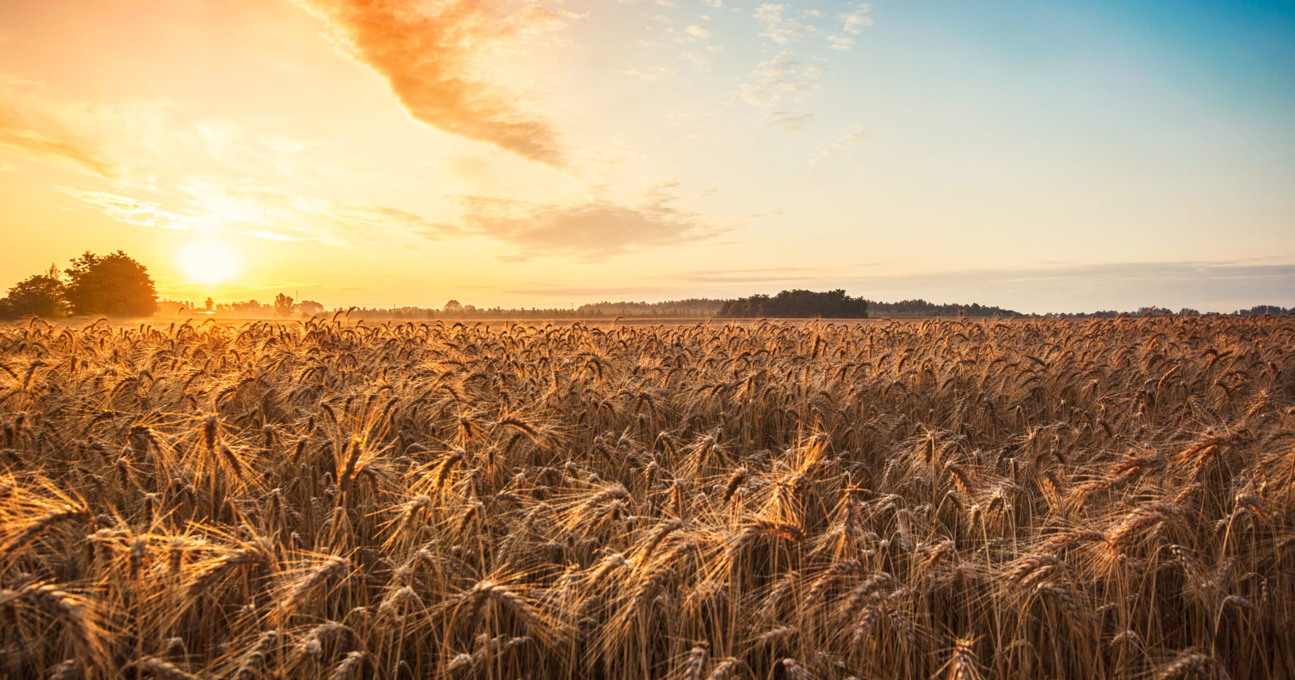 I dati sul sistema cereali