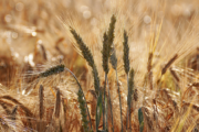 Durum Days 2026: indispensabile superare le criticità di filiera