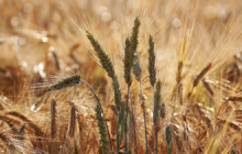 Durum Days 2026: indispensabile superare le criticità di filiera