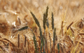 Durum Days 2026: indispensabile superare le criticità di filiera