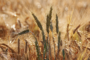 Durum Days 2026: indispensabile superare le criticità di filiera