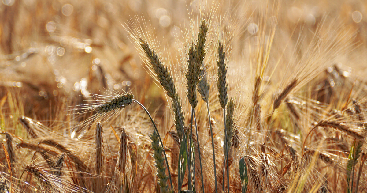 Durum Days 2026: indispensabile superare le criticità di filiera