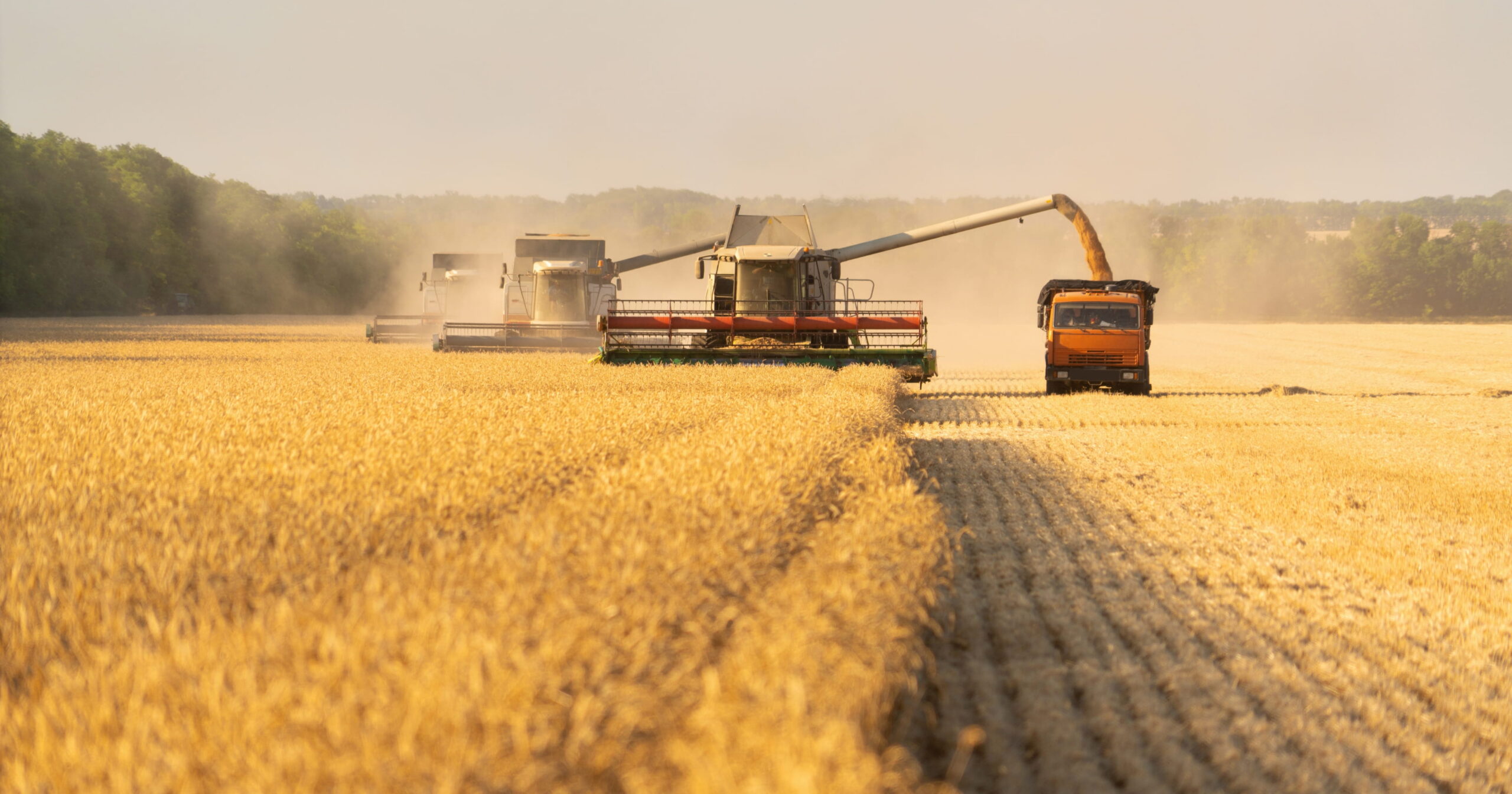 Materia prima: mai trascurare la qualità