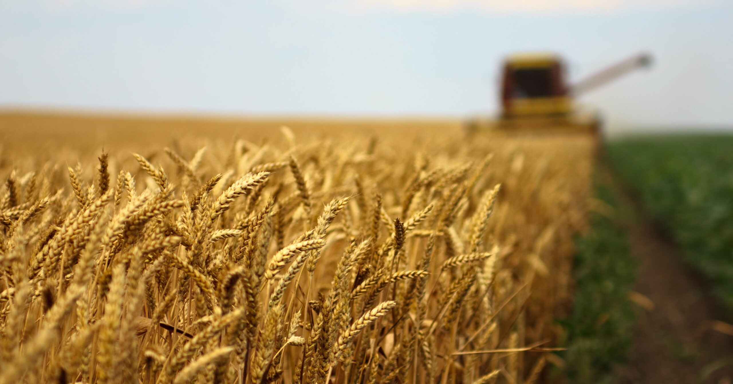 Le nuove varietà di frumento duro iscritte al Registro Nazionale 2025/26