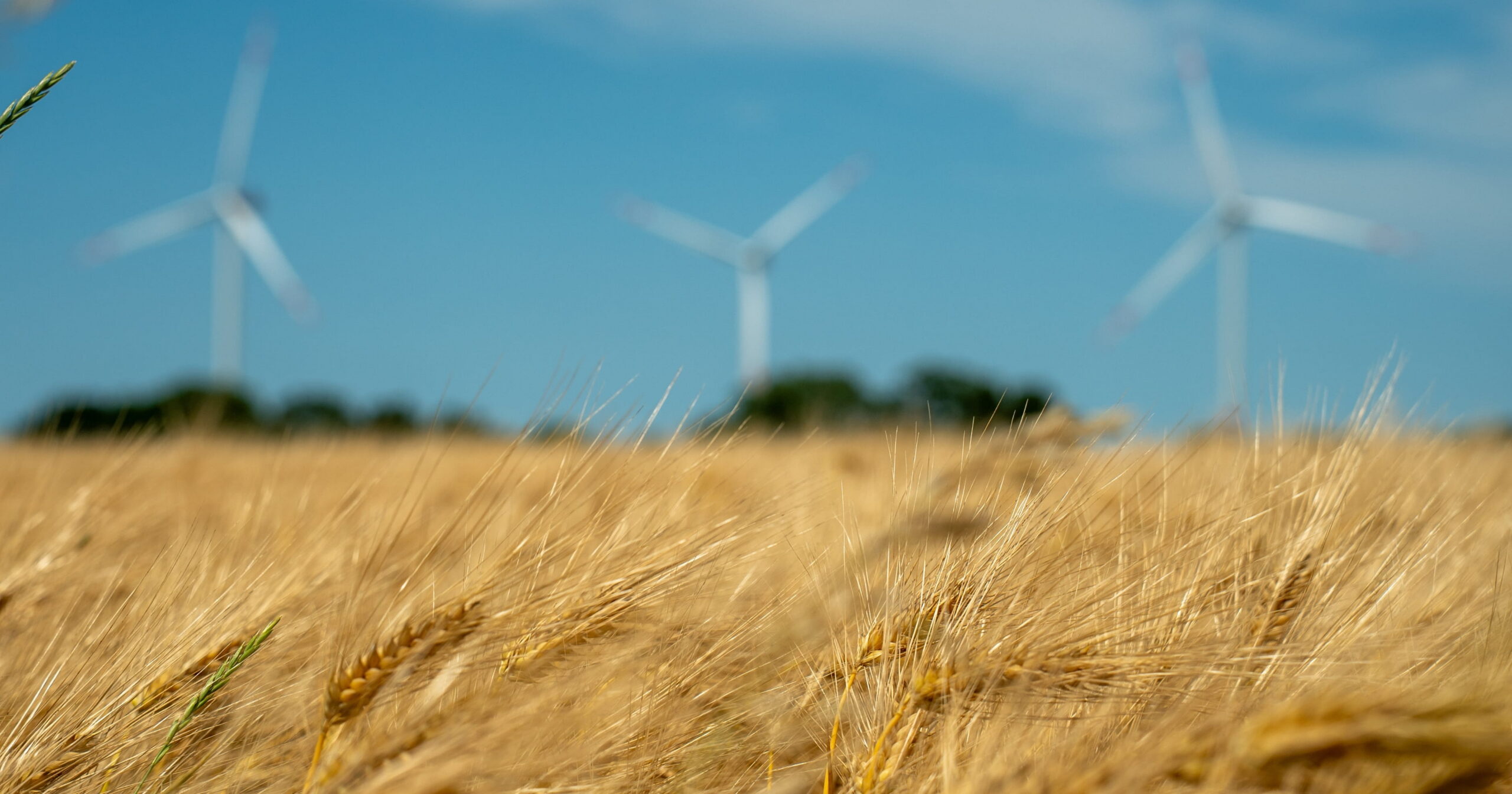L’importanza di salvaguardare (anche economicamente) l’efficienza dei molini